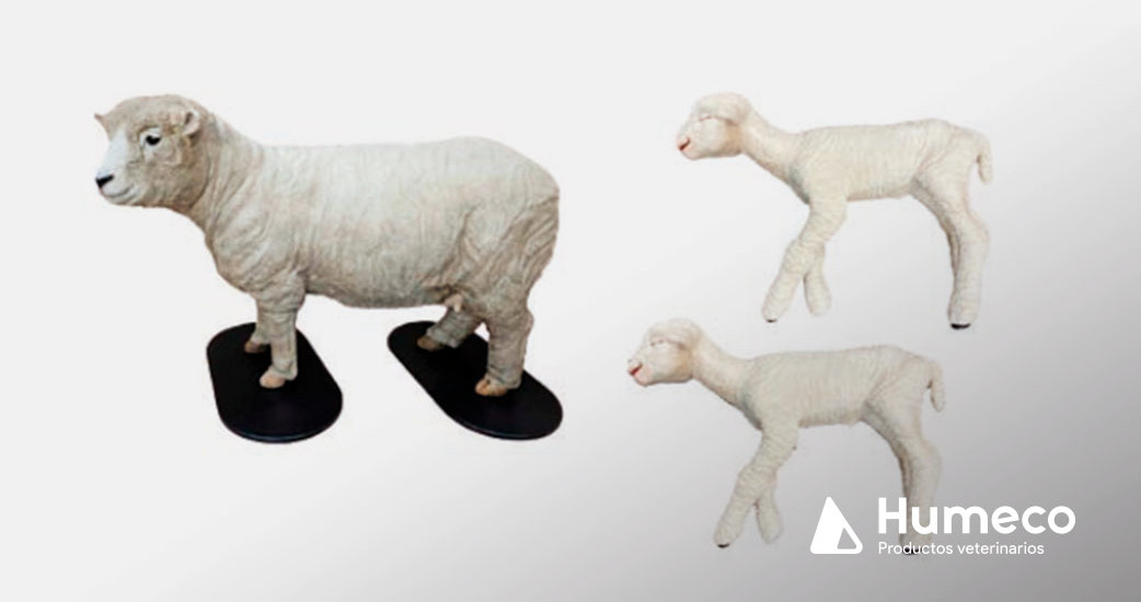 Simulador de distocia de ovino para formación veterinaria