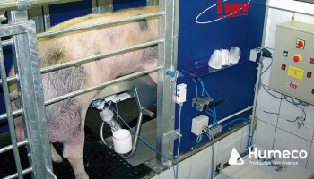 Control de la contaminación seminal en porcino gracias a COLLECTIS