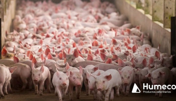 Sistema Integral de Explotaciones Ganaderas para el sector porcino