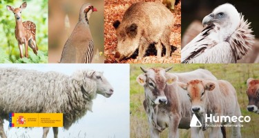 Programas nacionales de erradicación, control y vigilancia de las enfermedades de los animales