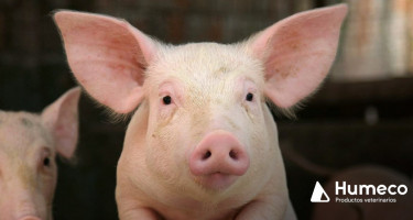 Herramienta para el cálculo del contenido en nitrógeno de los estiércoles generados en las explotaciones porcinas de cebo en Aragón