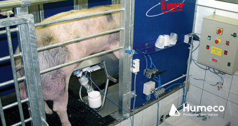 Control de la contaminación seminal en porcino gracias a COLLECTIS