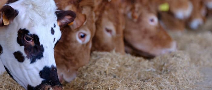 Estudiamos la situación de tu granja o centro de inseminación y te ayudamos a mejorar