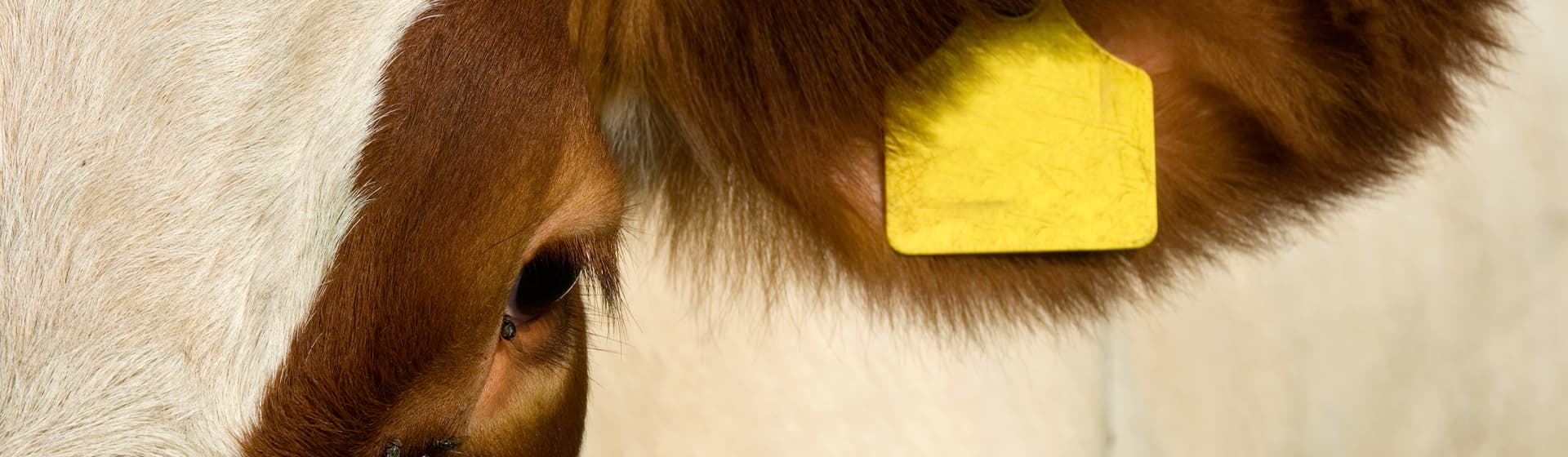 Default category header image