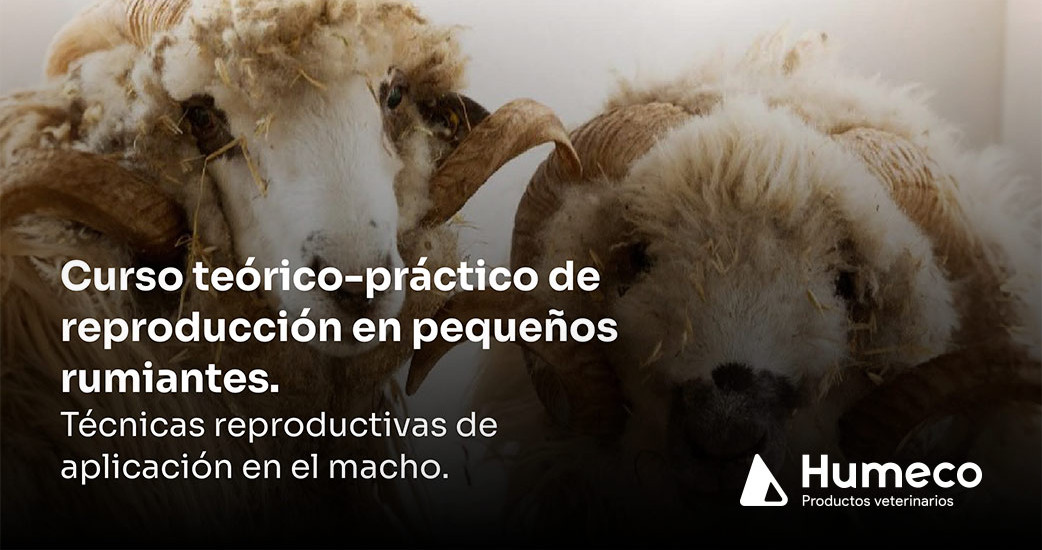 Humeco organiza junto a la Diputación de Córdoba un curso de reproducción en pequeños rumiantes