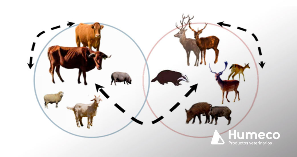 Plan de Actuación sobre Tuberculosis en Especies Silvestres (PATUBES)