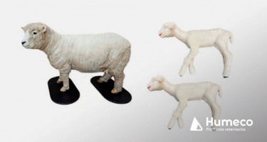 Simulador de distocia de ovino para formación veterinaria